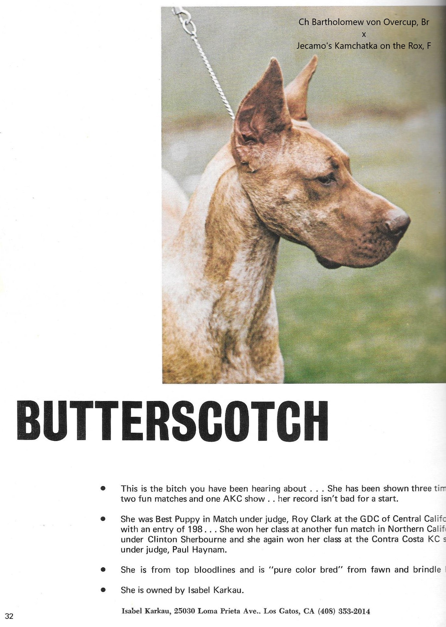 Butterscotch